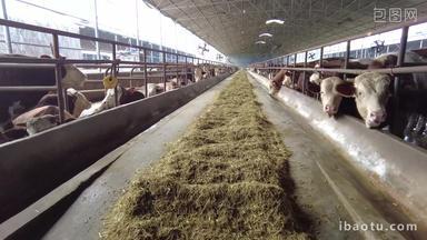 牛圈家畜农业农场养殖黄牛牲畜